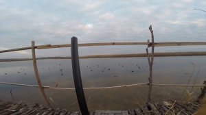 Охота с махокрылами на утку.