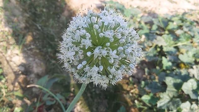 Onion Flower (Allium cepa bolting)