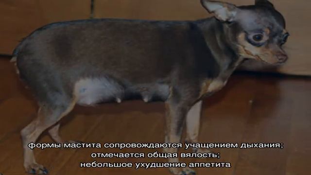 Профилактика и лечение мастита у собаки в домашних условиях смотреть онлайн