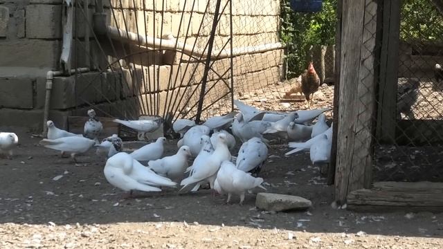 Бакинские голуби Замика в Ленкорани! смотреть онлайн