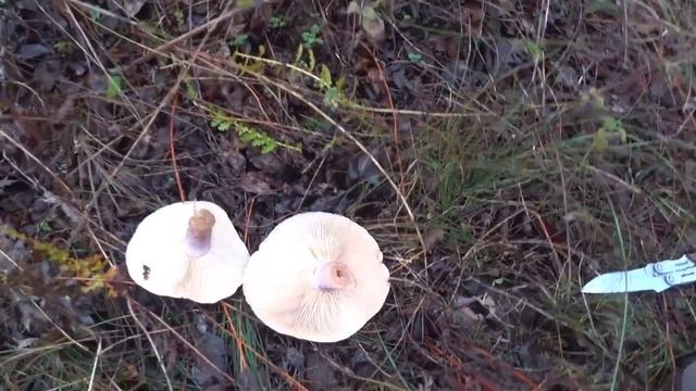 Снег растаял, а я за грибами синеножка или лиловоногая рядовка, сбор грибов 2023, грибы Крыма смотреть онлайн