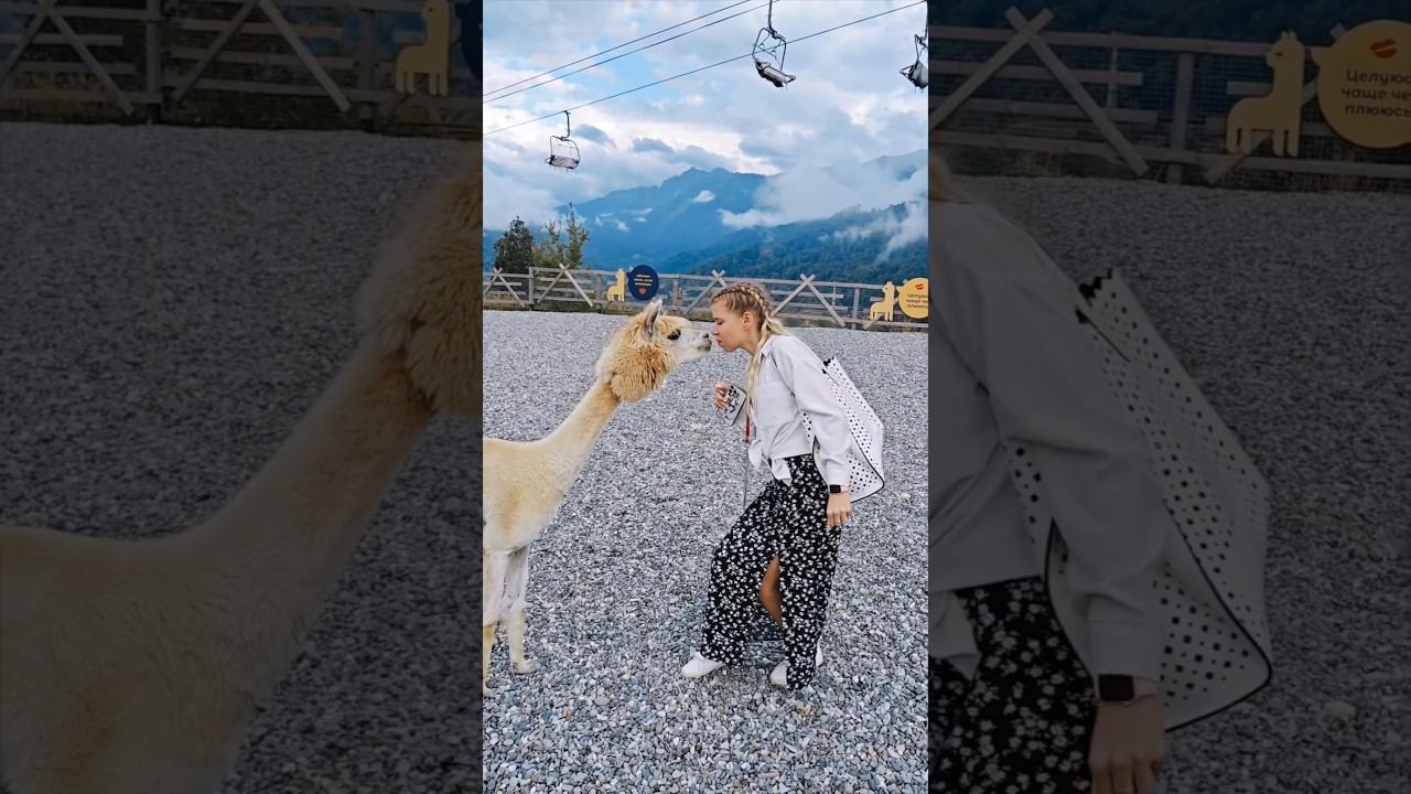 Альпака-парк в горах Красная поляна, Сочи #shorts #розахутор #лама #альпака смотреть онлайн