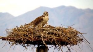 Интересные факты о хищных птицах