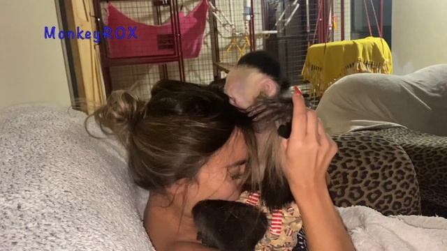 Capuchin Monkey Slap Attack!!!! смотреть онлайн