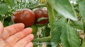 Томат ЧЕРНЫЙ РУССКИЙ 2020г.