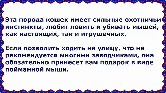 Американская Короткошерстная, Породы кошек, описание, уход смотреть онлайн
