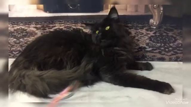 № 2488I* кот Мейн-кун черный солид (n) 2 года 4 месяца. смотреть онлайн