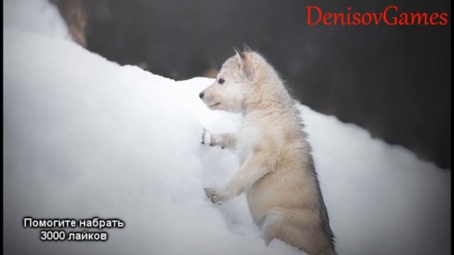 Страшная история - Я БЫЛА ОБОРОТНЕМ смотреть онлайн