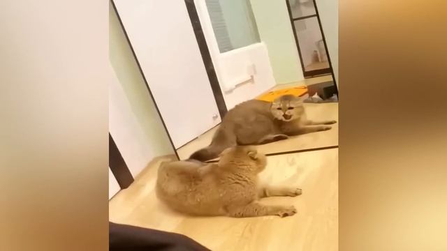 Funniest Animals 2024 😂 Funny Cats And Dogs 🐱🐶 | Funny Animal Videos