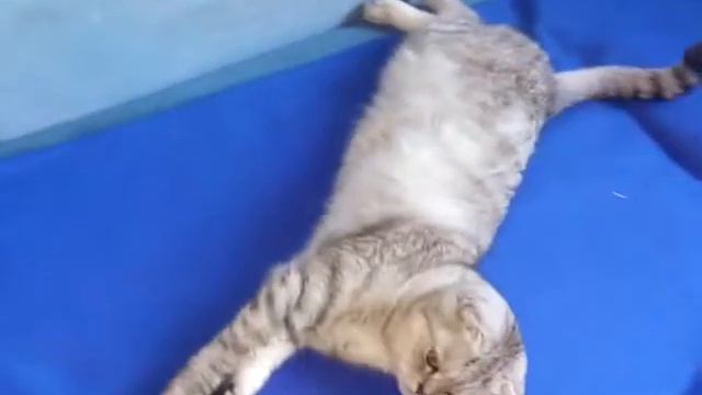 Моё ленивое КОТЭ по имени Алиса!!! смотреть онлайн