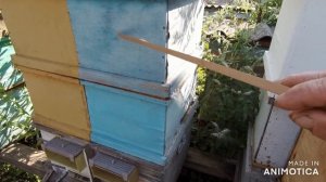 Работа с ульем Озерова  Результат