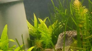 Мастацембелы панцирные, макрогнатусы глазчатые, анциструсы, ампулярий в 200-л аквариуме