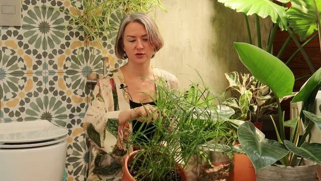 Обзор растений в ванной комнате смотреть онлайн