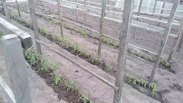 Рассада дерганка- продажа."Че по чем"# смотреть онлайн