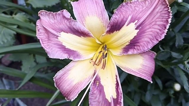 Лилейник Джангл Квин . Hemerocallis Jungle Queen.