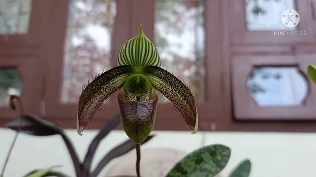 Paphiopedilum Wardii & Dendrobium Pendulum Alba