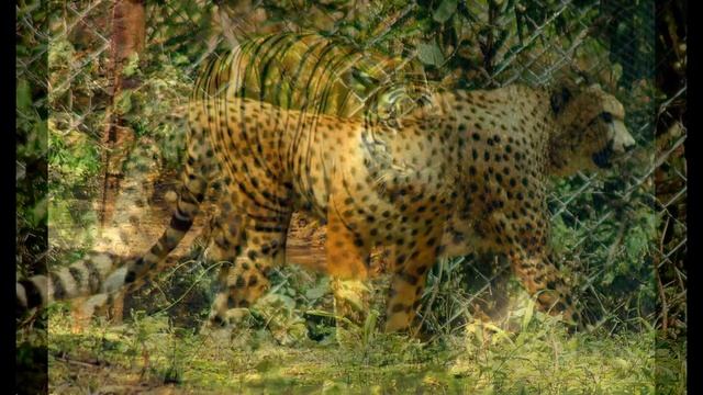 Animal Photography using Sony Alpha 58 ( 70-300 Tamron lens) смотреть онлайн