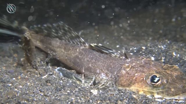 BOBBIT WORM ─ Deadliest Creature in The Ocean! смотреть онлайн