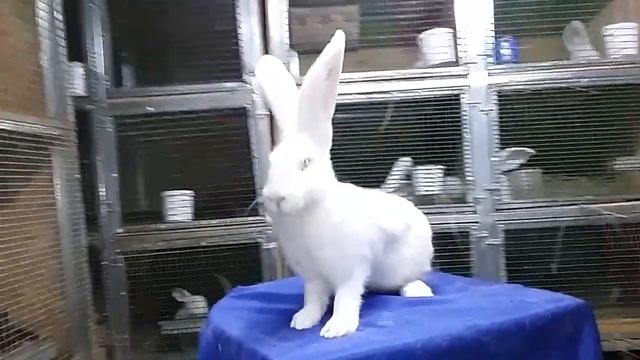 Кролики породы бельгийский великан окрас белый в продаже 5.5 мес 6.2 кг смотреть онлайн