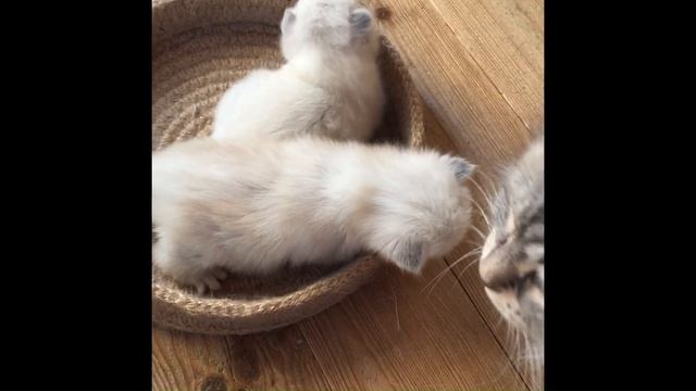 Котят Беатрис помогает воспитывать Маркиза смотреть онлайн