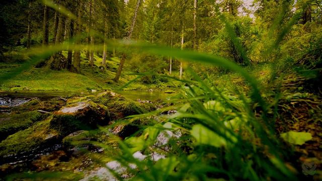 DOLBY VISION 8K HDR 60fps: Big Game Of Thrones | Animals Kingdom - With Colorfully Dynamic