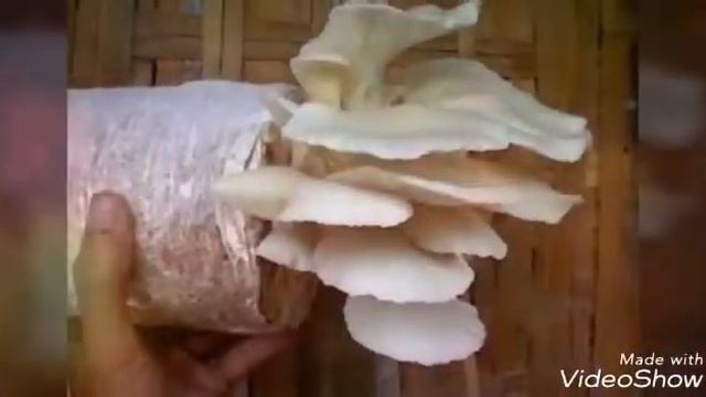 Jamur Tiram-Pleurotus Ostreatus-Oyster Mushroom@085724265515-087728733575. смотреть онлайн