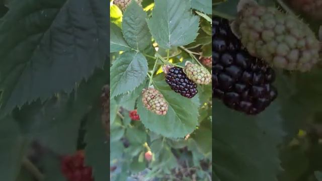 Ежевика поспела 12 июля 2020 г.. Сорт Натчез. смотреть онлайн