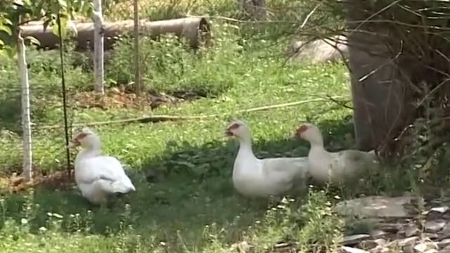 Мускусная утка. Разведение в домашних условиях смотреть онлайн