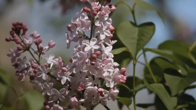 сирень смотреть онлайн