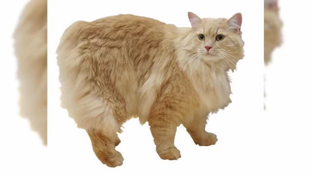 Кимрик или Кимрийская кошка смотреть онлайн