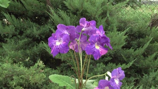 Стрептокарпус DS-1354 смотреть онлайн