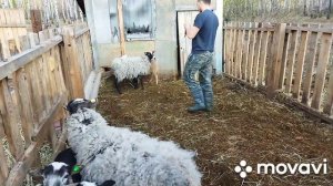 Биркование Овец.Лесная ферма