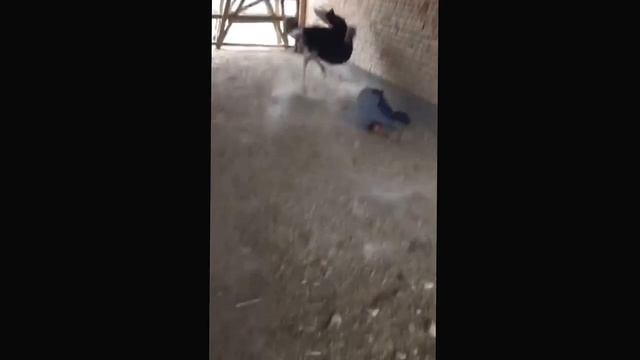Супер прикол страус красавчик смотреть онлайн