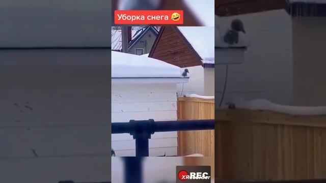 Угарные животные от Ксандера ??? смотреть онлайн
