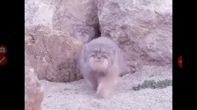 1 манул 2 манула...