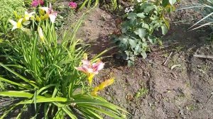 Укладка гибкой черепицы на франтон крыши бани,влог.#гибкаячерепица,#влог,#сад.