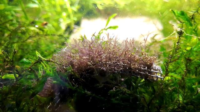 ТОП 10 САМЫХ КРАСНЫХ АКВАРИУМНЫХ РАСТЕНИЙ смотреть онлайн