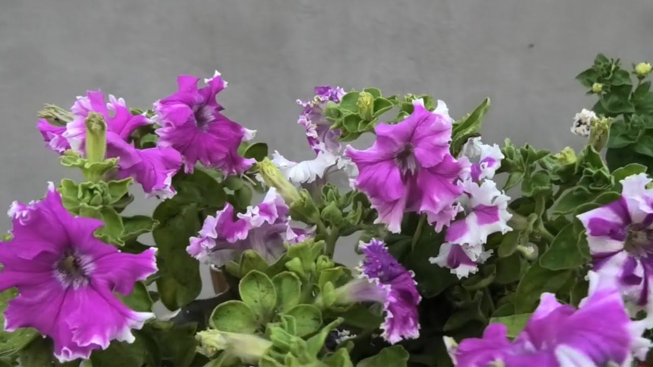 Петуния выращивание рассады из семян от А до Я | От семечки до цветка за 15 минут смотреть онлайн