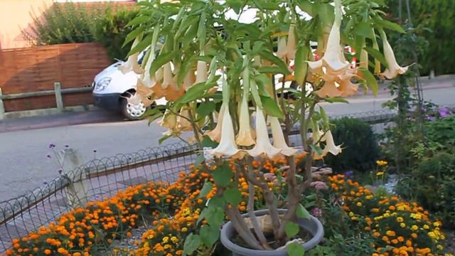 brugmansia orange смотреть онлайн