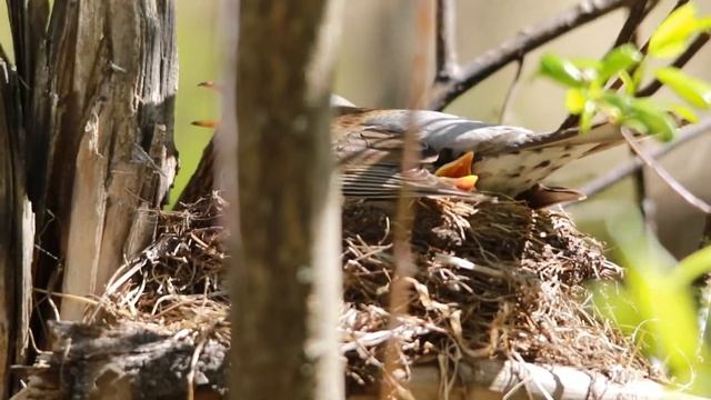 Дрозд-рябинник! Весна. Пора гнездования птиц!!! смотреть онлайн