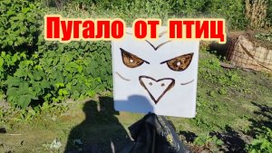 Как сделать пугало от сорок и дроздов.