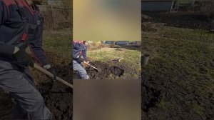 Посадка яблони ,при высоком уровне грунтовых вод.