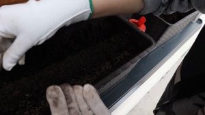 Как посадить укроп и петрушку на подоконнике, самый легкий способ