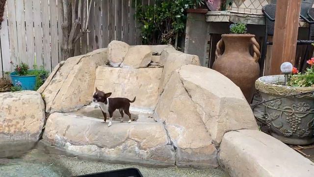 Can you teach a Chihuahua to swim? Part 1 | Sweetie Pie Pets by Kelly Swift смотреть онлайн