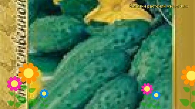 Огурец сортовой Водолей. Краткий обзор, описание характеристик, где купить семена Vodoley смотреть онлайн