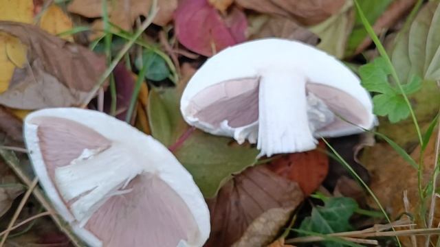 Agaricus Arvensis ??? (25/10/2022) Parc du Stade смотреть онлайн
