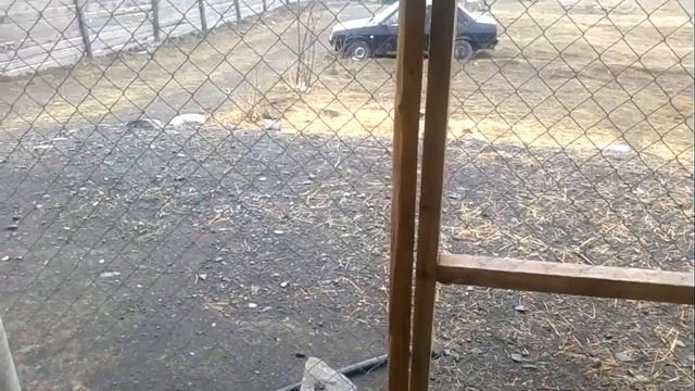 забавные домашнные животные барашка кушает сахар смотреть онлайн