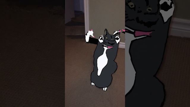 Animation test cat "dance" #shortvideo #shortsvideo #ai #animation #ebsynth смотреть онлайн