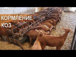 Кормление коз на фермах в Испании. Рацион коз