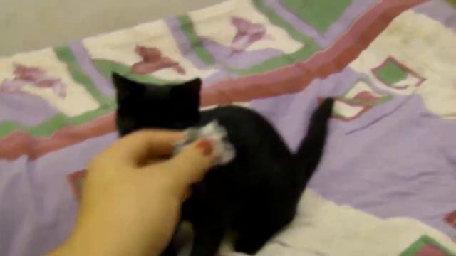 Кошка носит бумагу (кошко-собако) смотреть онлайн